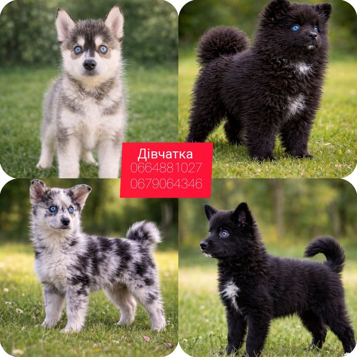 Міні-хаскі, Помскі, Pomsky