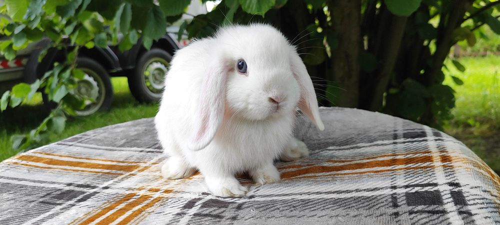 Mini lop rasowy metryka hodowla miniaturka baranek królik karzełek