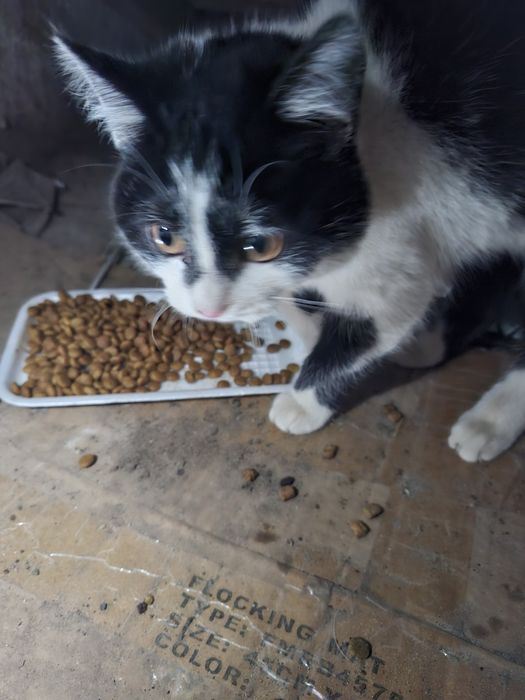 Віддам кішечку  безкоштовно