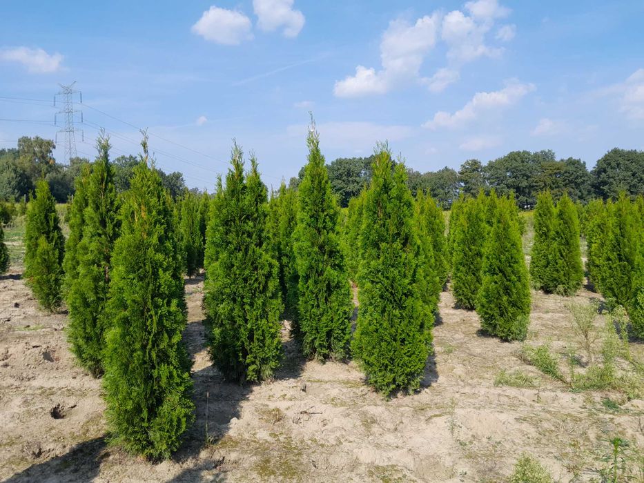 Sadzenie! Tuja Szmaragd, Brabant, Blue Arrow! Do 250 cm! Dostawa!