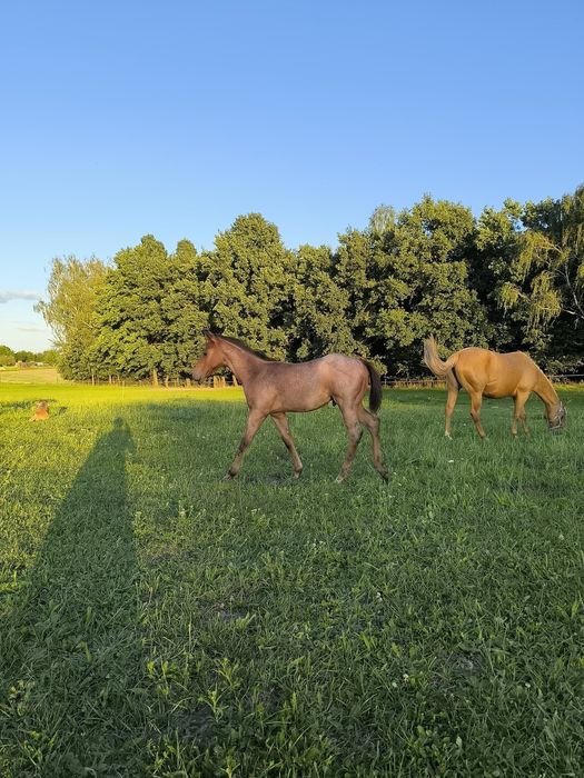 Ogierek quarter horse bay roan