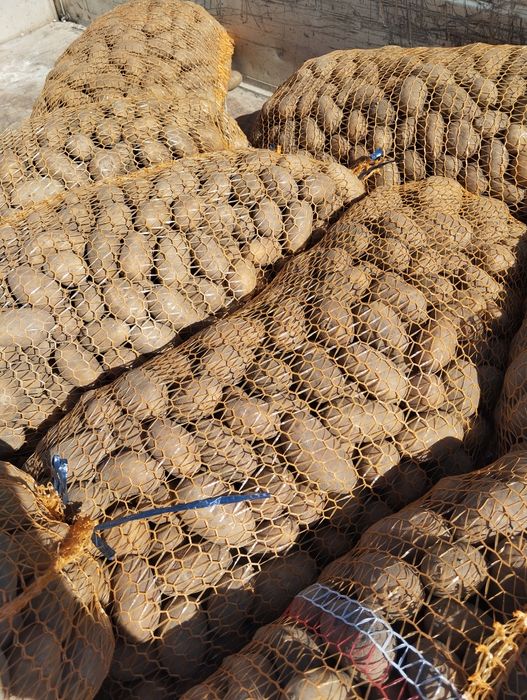 ziemniaki QUEEN ANNE / JURKI cena za kg