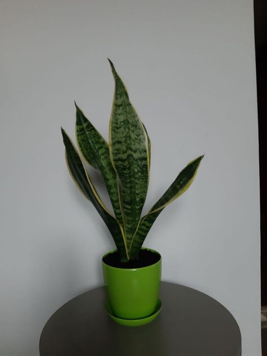 Сансевьерия с жёлтой каймой
