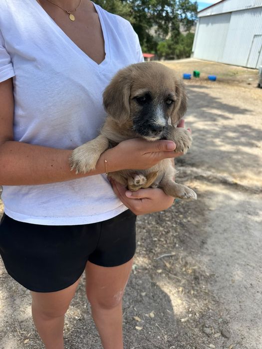 Caezinhos para adoção - 2 meses e meio - mãe cruzada caniche
