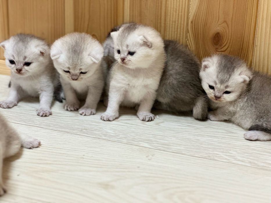 Шотландські  кошенята