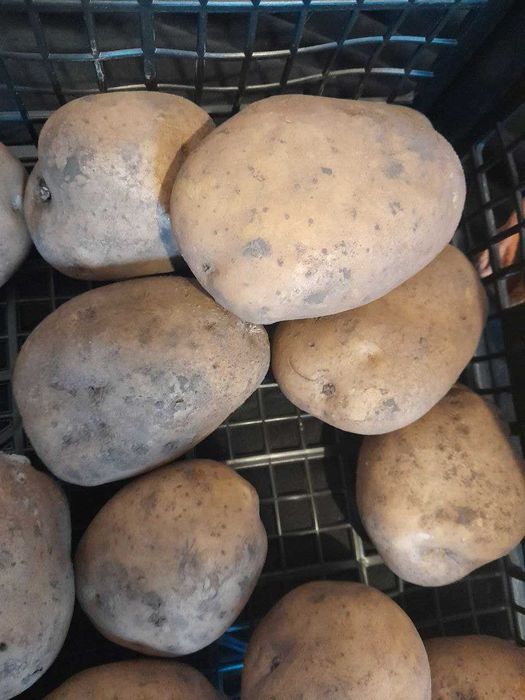 Велика картопля - біла і сорт Роко