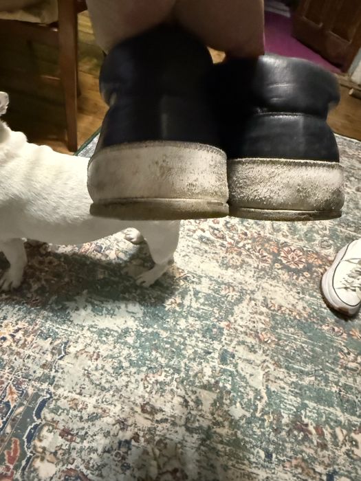 Premiata кеди, кросівки