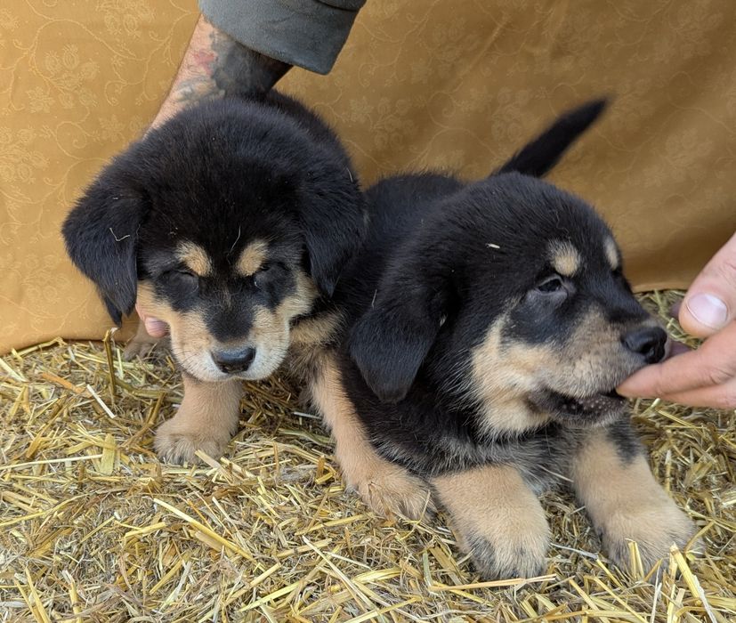 Виводок - вовкодав. Хлопчик