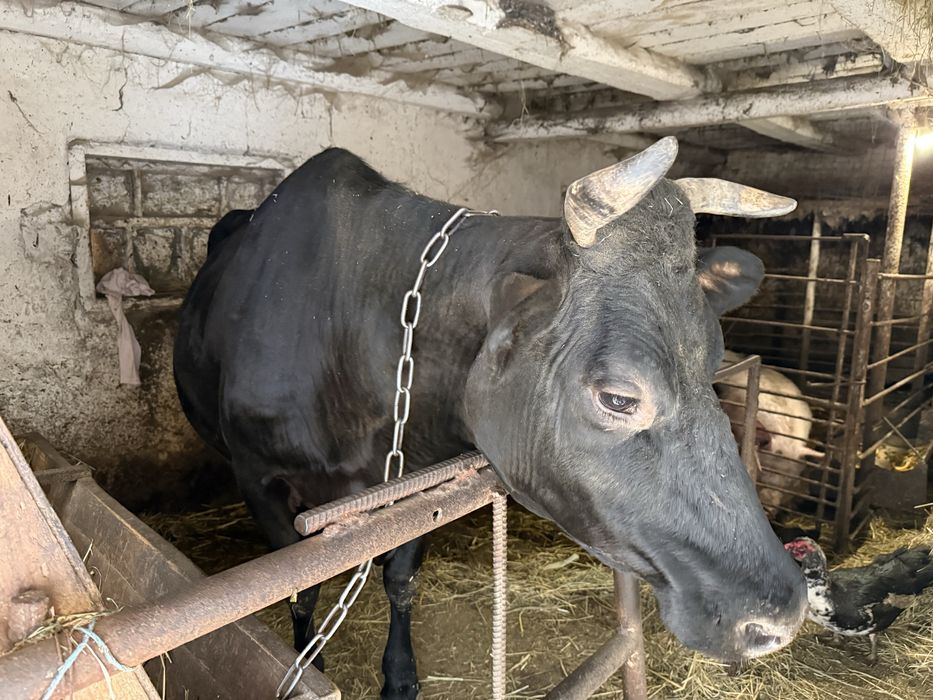 Продам корову (самовивіз)