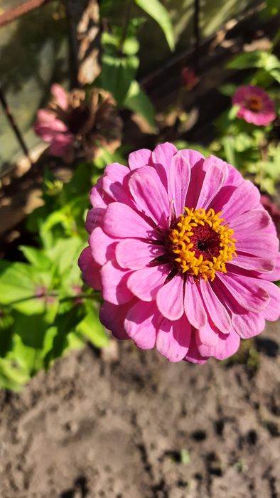 Продам насіння різнокольорових майорів