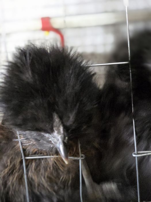 Курчата Кітайска Шовкова