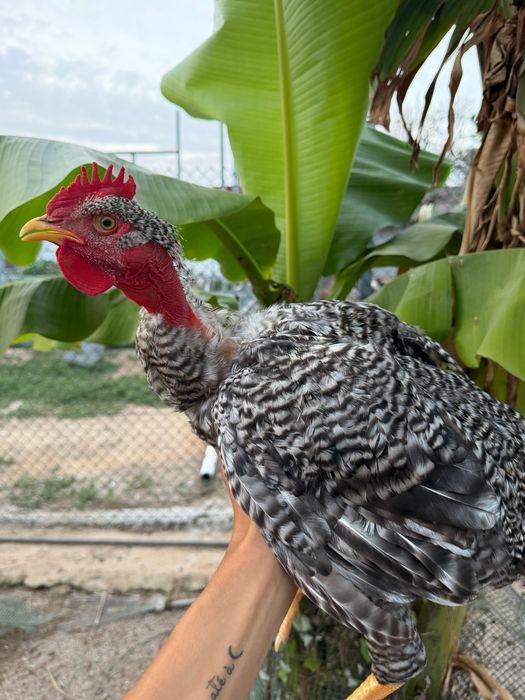 Animais faisões Peru galos