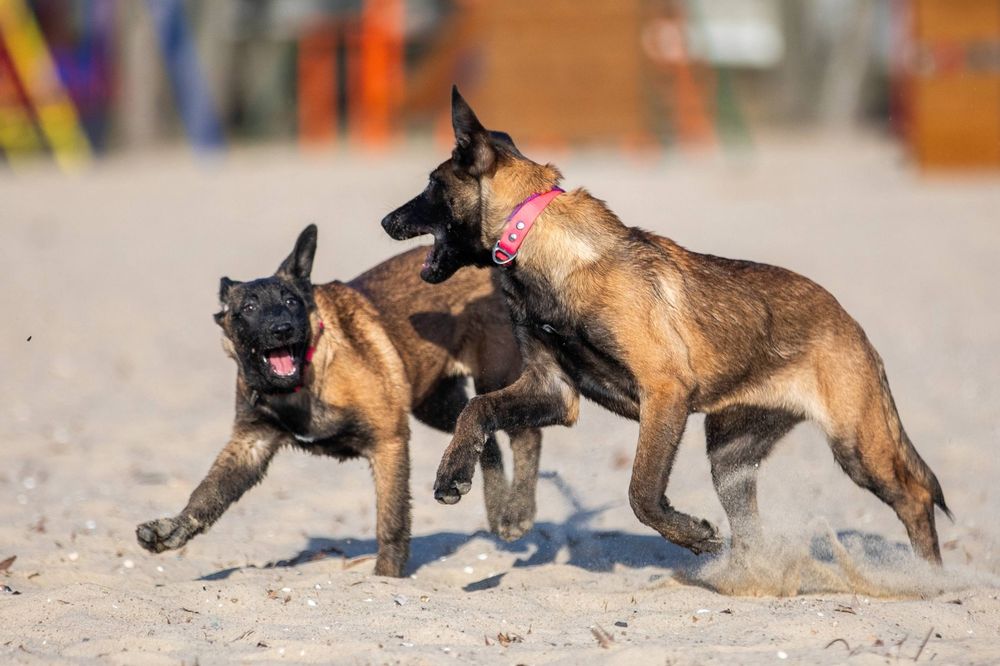 Бельгийская овчарка Малинуа
