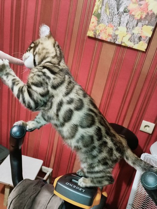 Бенгальский клубный котик