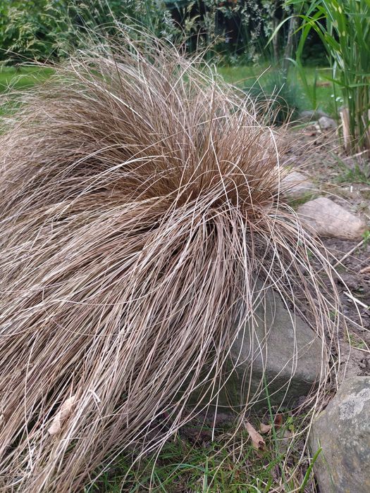 Trawa ozdobna Carex Ice Dance Turzyca kostrzewa sina trawy