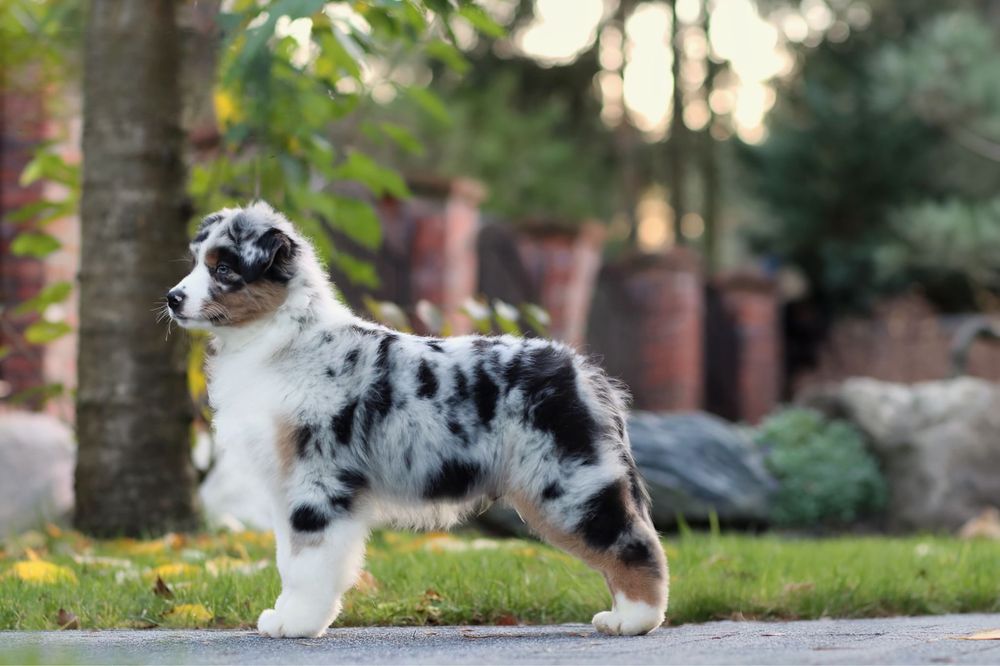 Owczarek Australijski - samiec ZKwP / FCI