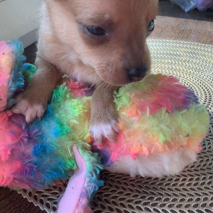 Бронирование  Той  -  терьеров…