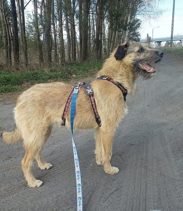 Roczna Dosia do adopcji