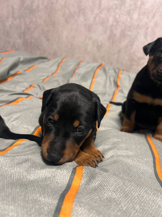 Ягдтерьеры продам