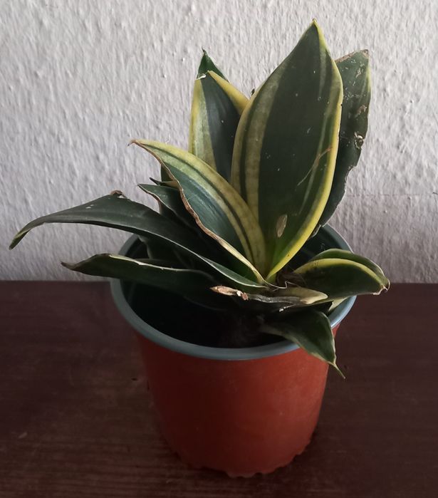 Vaso planta Espada de São Jorge natural 2€