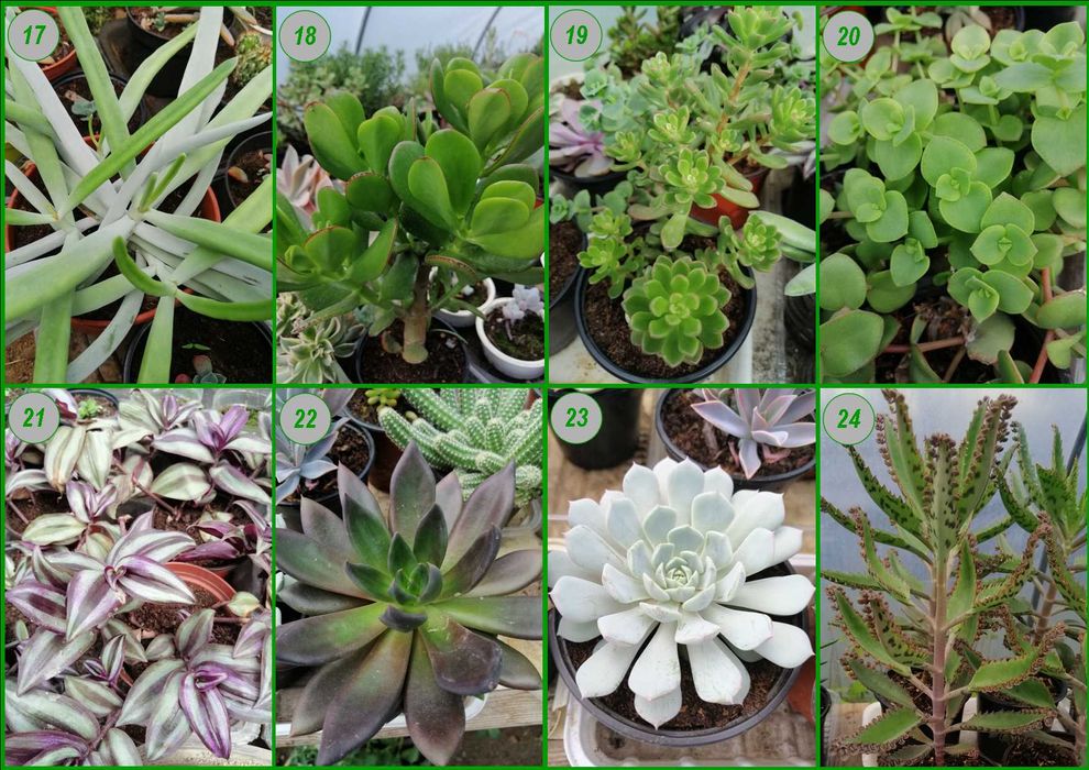 Catos e Suculentas - plantas em vaso