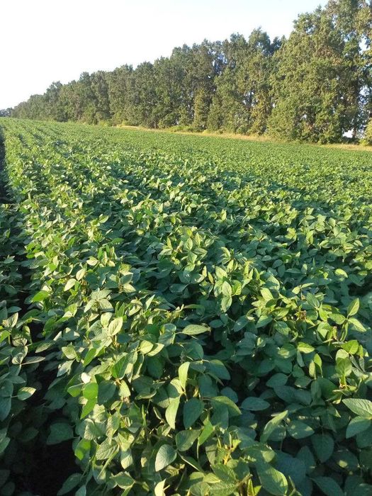 Оренда землі, паю