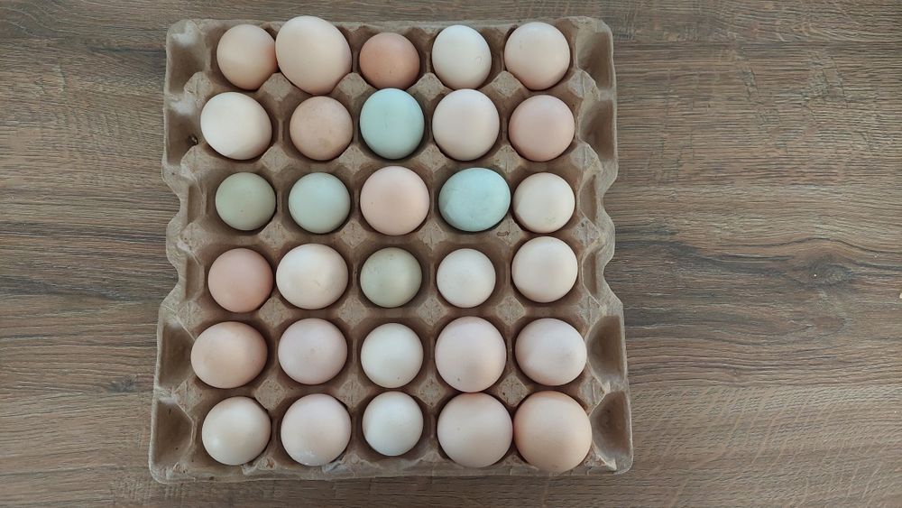 Jajka od kur z własnych lęgów.