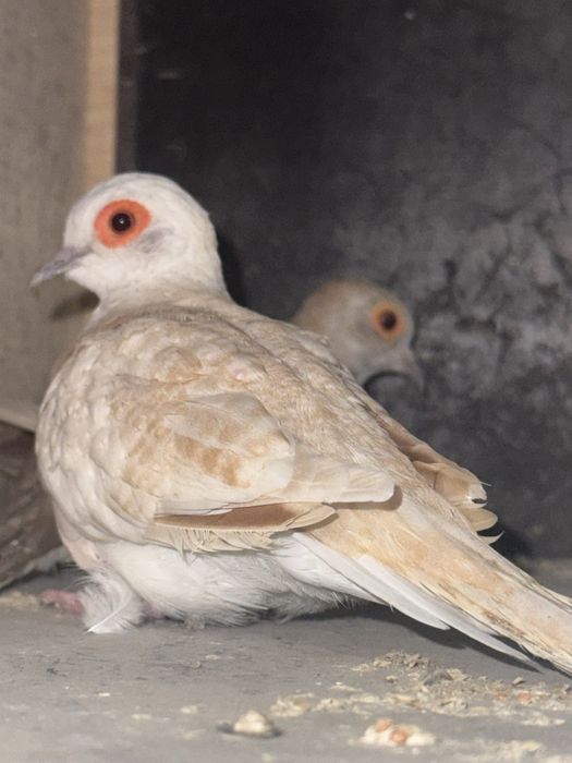 Gołąbki diamentowe para czerwona