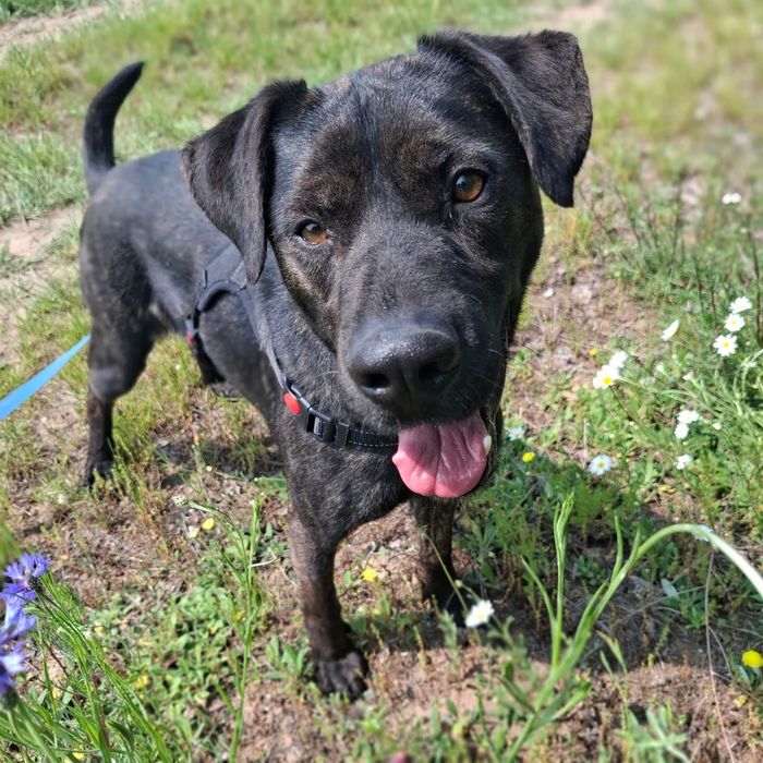 Ragnar do adopcji