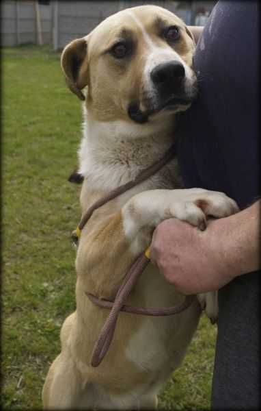 Badi - duży wesoły psiak szuka nowego domku