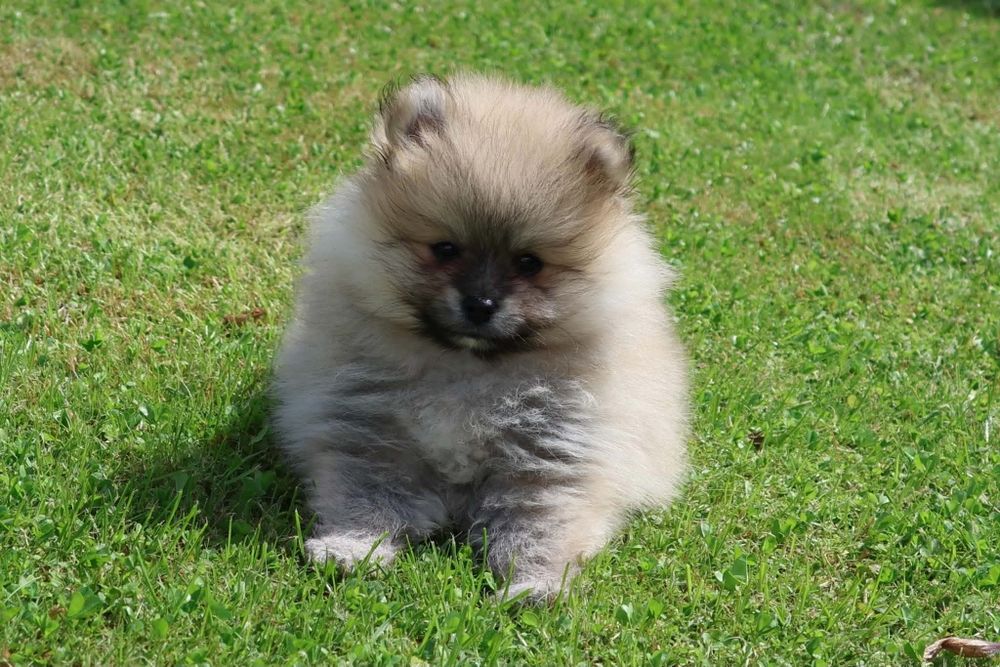 Szpic miniaturowy pomeranian z rodowodem