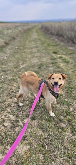 Cudny rudzielec szuka domu