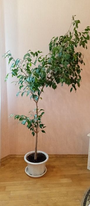 Фікус Бенджаміна 175см.