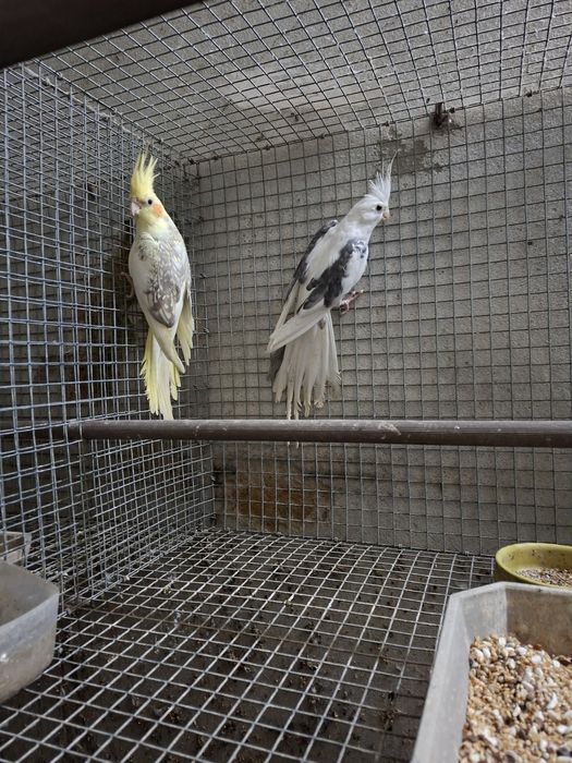 Casais reprodutores de caturras reversas e portadores