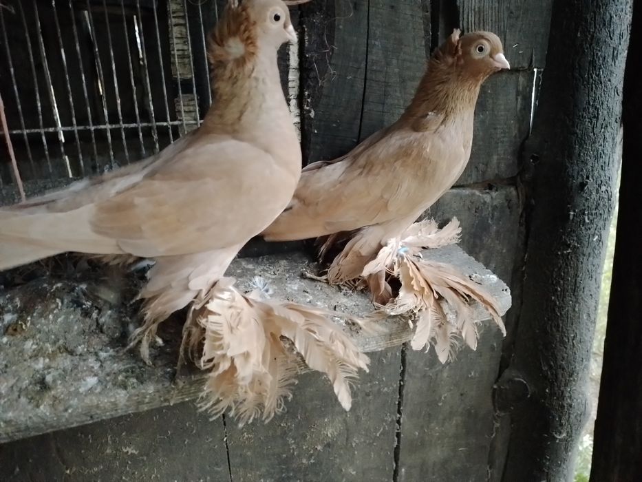 Wywrotki wschodniopruskie