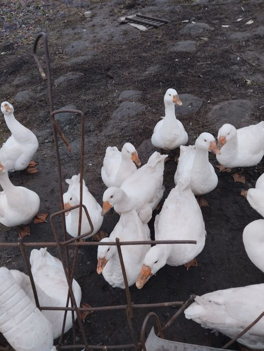 Гуси живою вагою