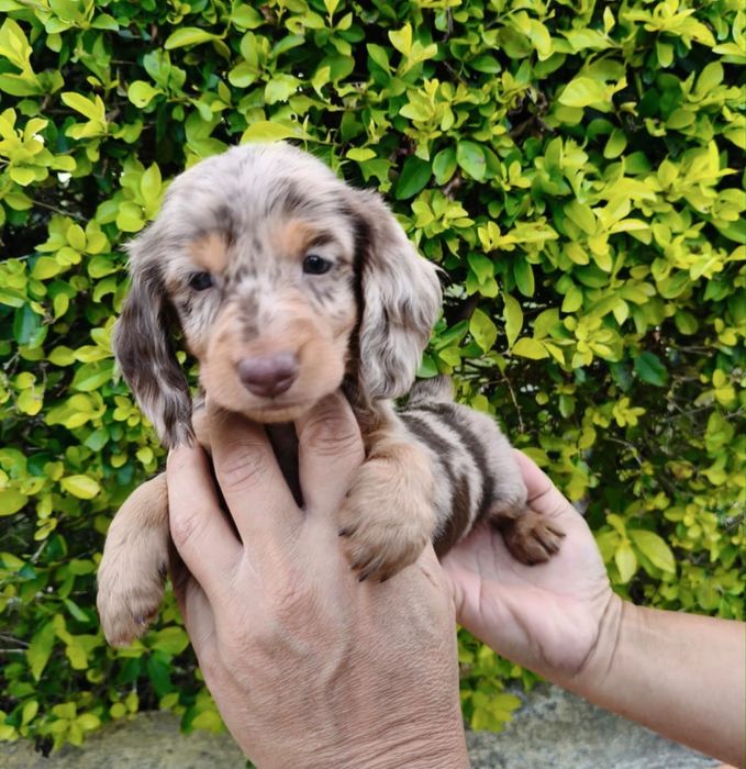 Teckel choco merle pelo comprido