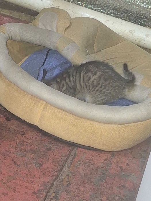 Продаж кошенят ₴₴₴₴₴