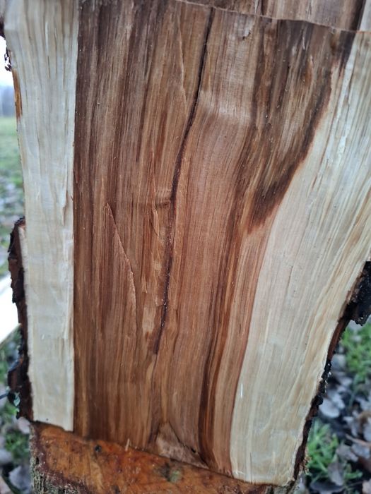 Drewno do wędzenia/ogniska