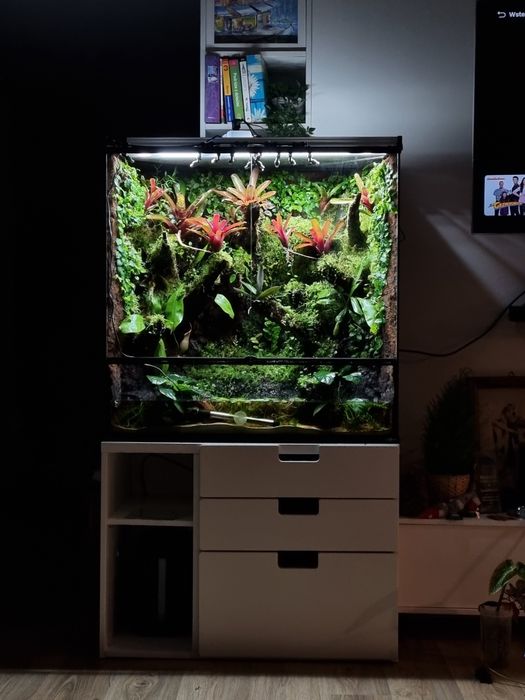 Terrarium tropikalne na zamówienie