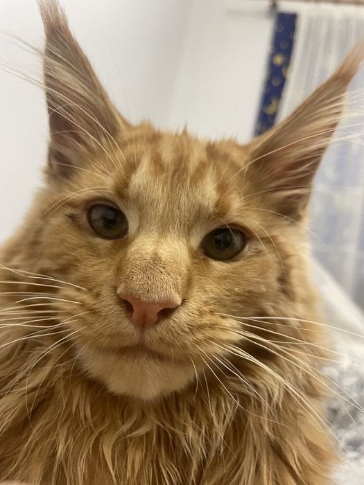 Кіт Мейн-кун в’язка