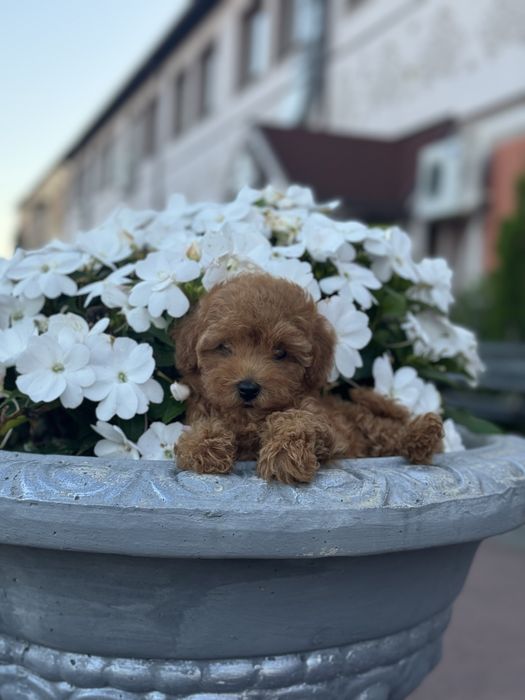 Чарівні Мальтіпу (мікро, міні, стандарт)