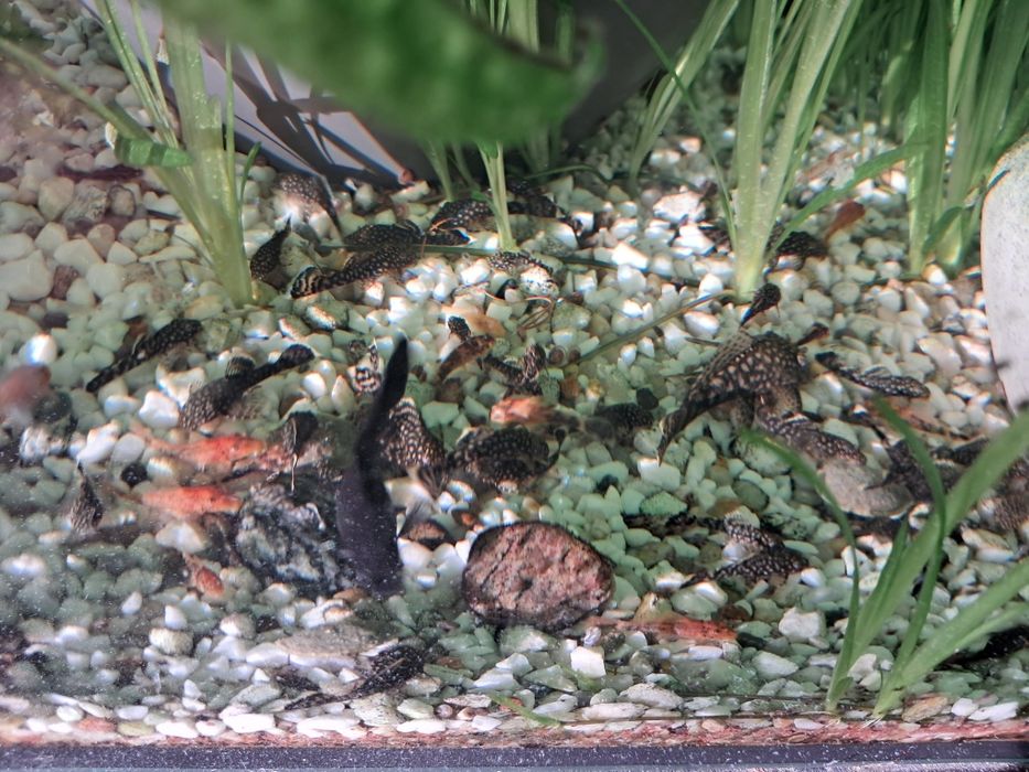 Glonojady niebieskie różne wielkosci