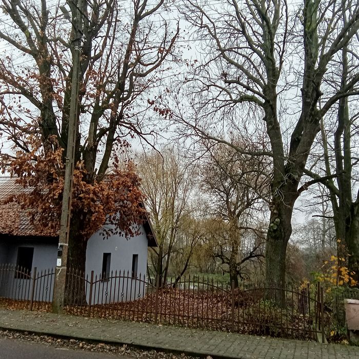 Sprzedam dęba szypułkowego