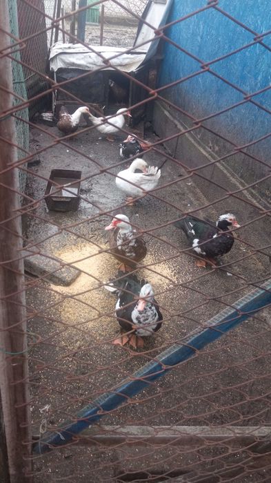 Продам індоуток  м.Бахмач