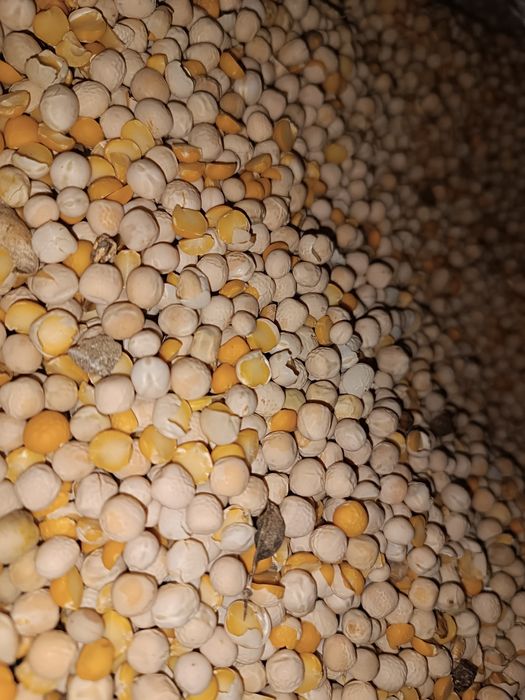 Sprzedam groch ziarna