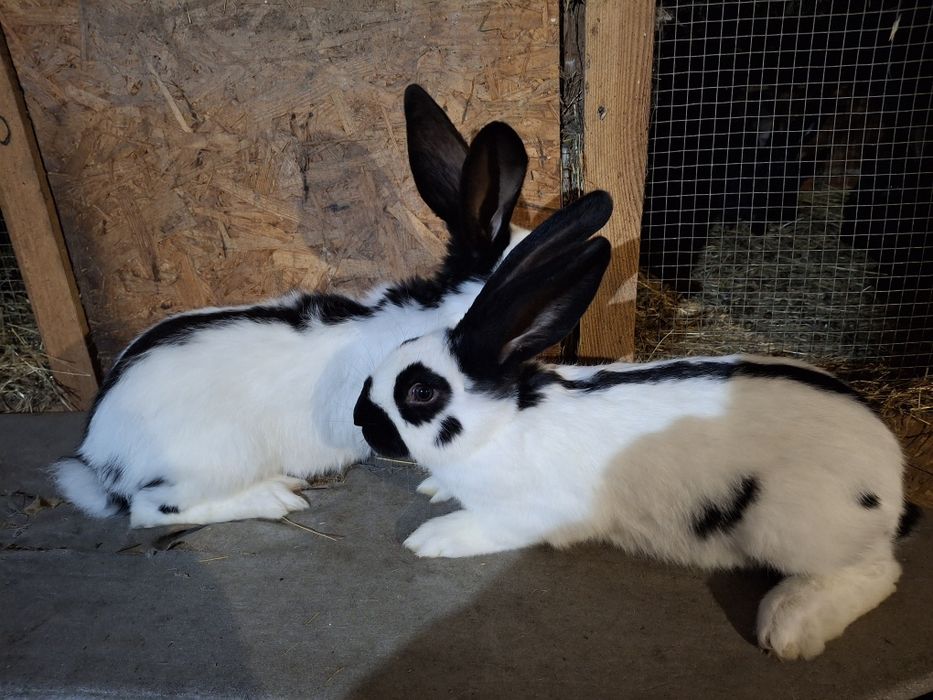 Króliki Krolik Srokacz Niemiecki Samiec