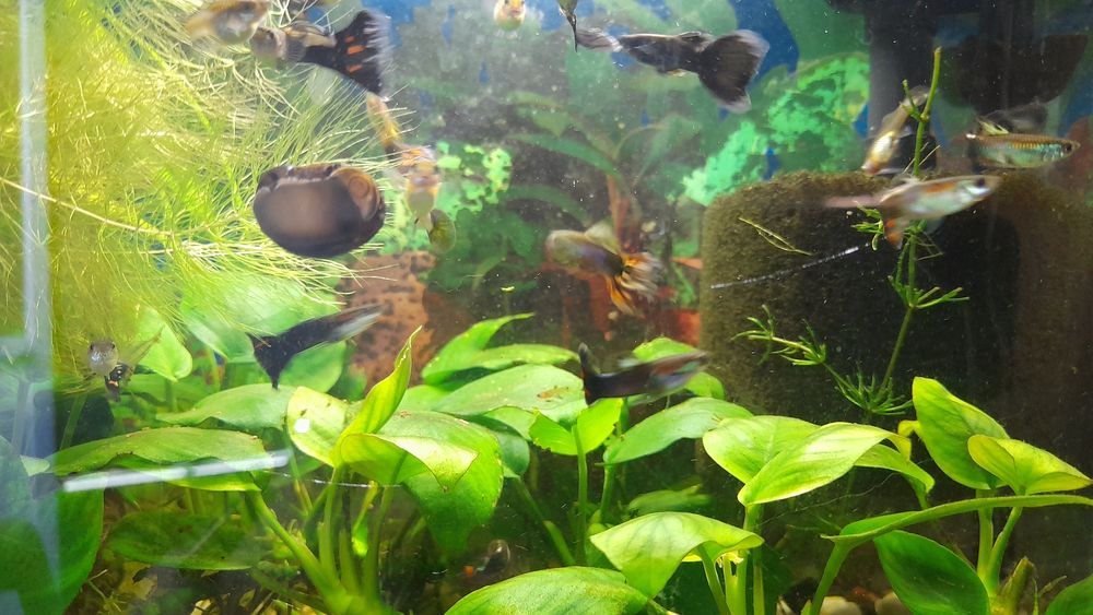 Аквариумные рыбки  гуппи