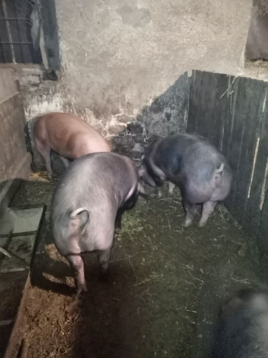 Продам свиней мясної породи