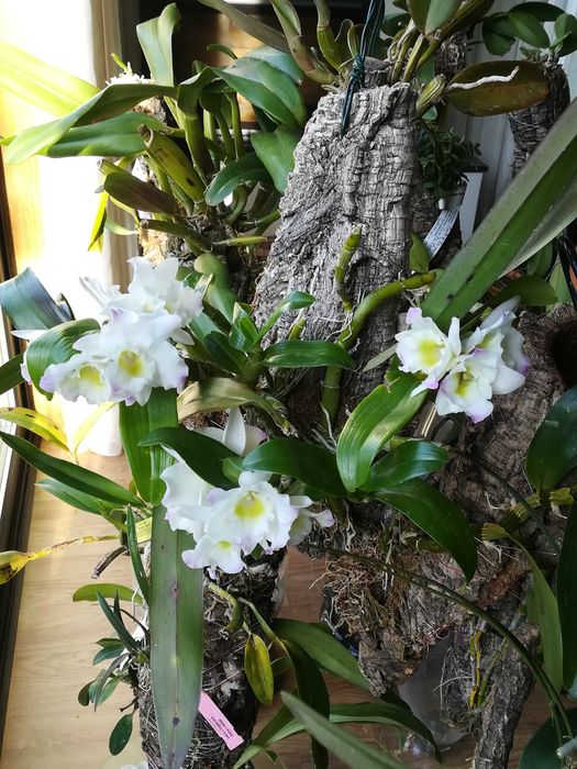 Linda orquídea dendrobium